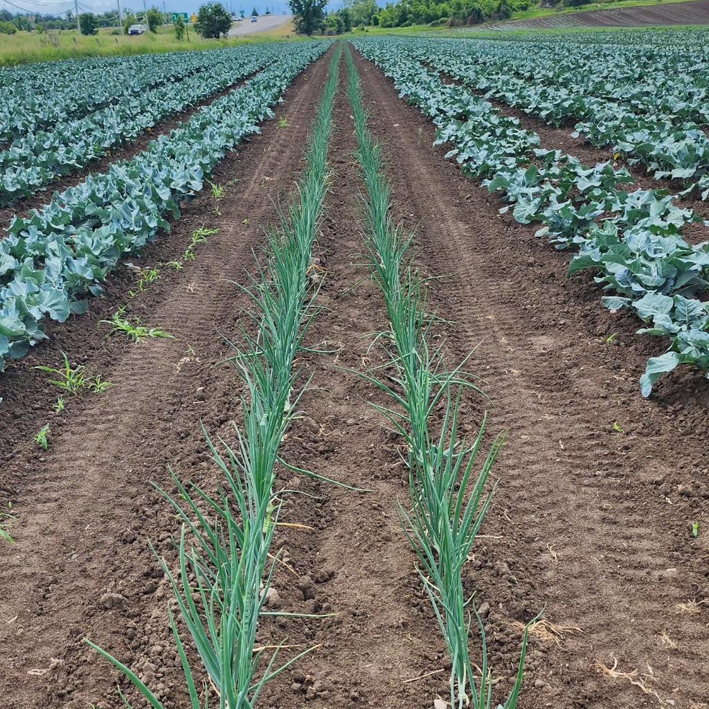 Foster Family Farm tweet media