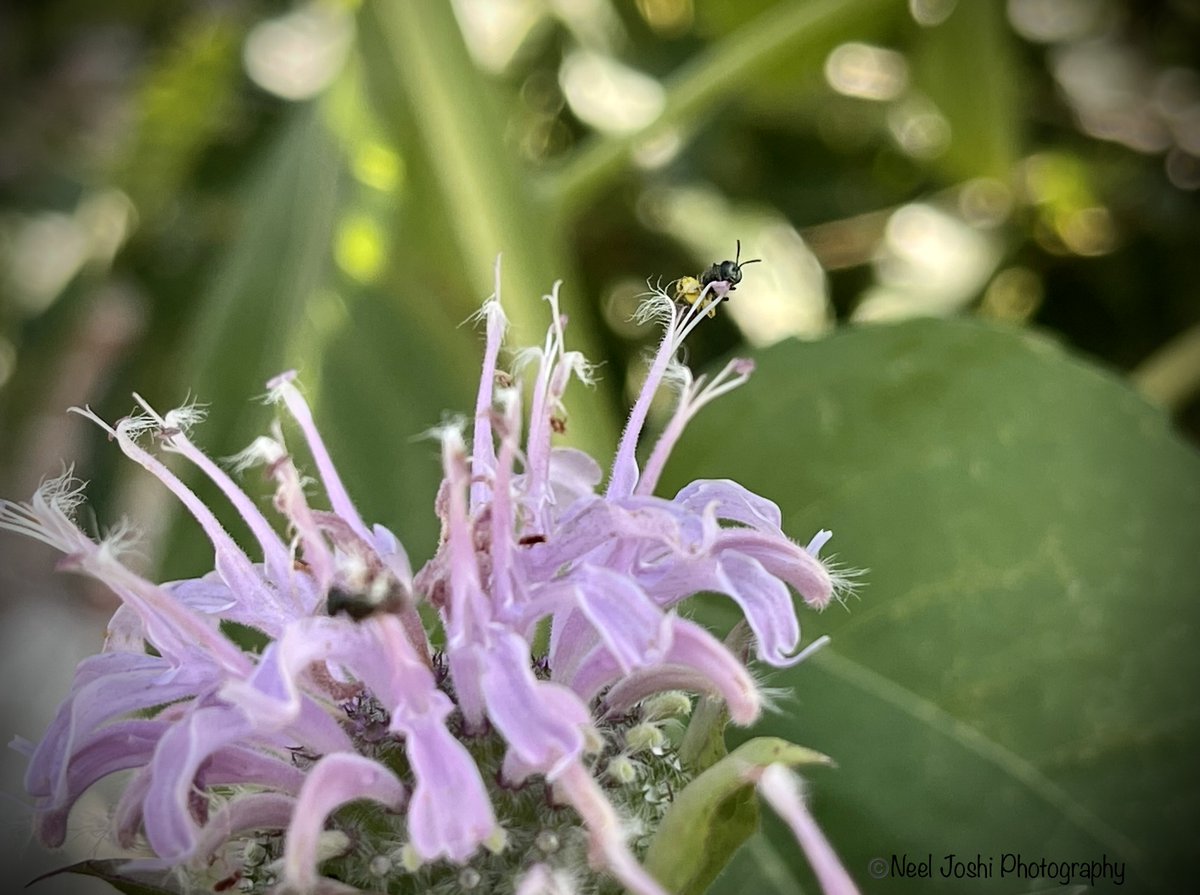 Can you spot the bee 🐝 in this picture? It's one of the smallest bee species! #NativeBee #SolitaryBee #Insects #Flower #Photooftheday #Nature #bee