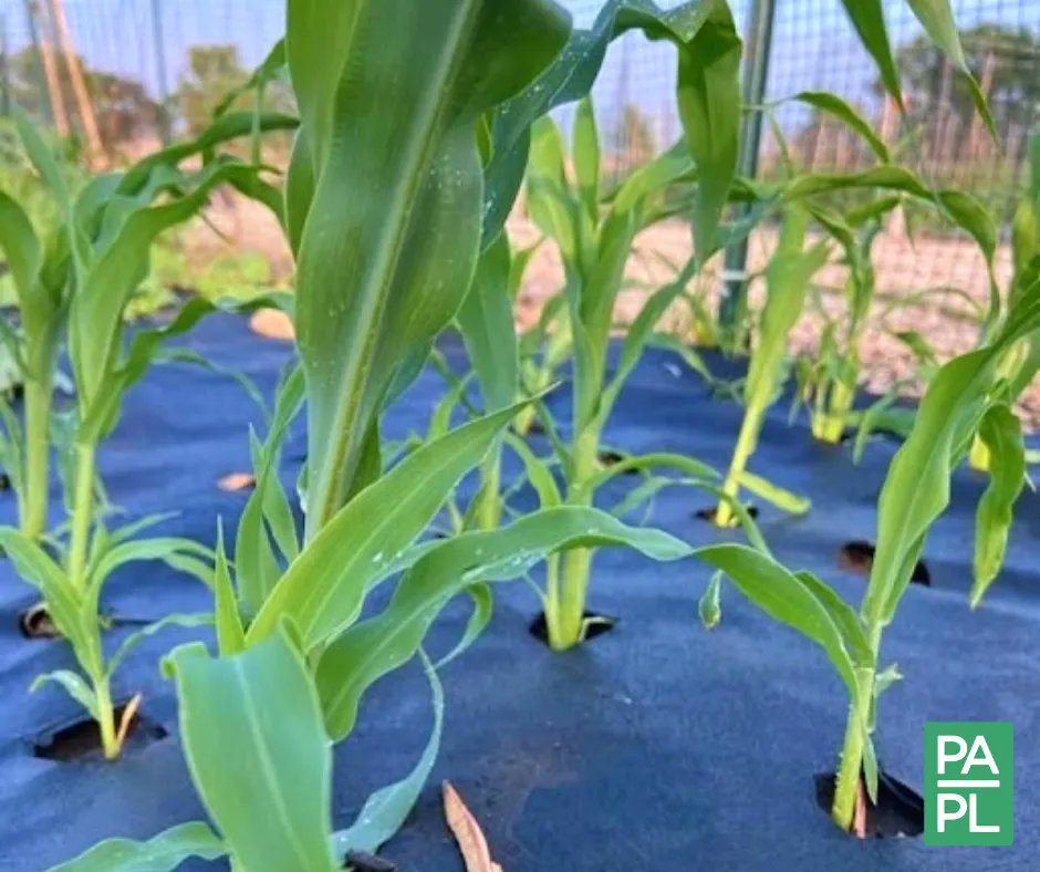 PlainfieldLib's tweet photo. The crops are thriving in Alyse P., Jeff K. and Stacy S.'s Community Garden plots! 🌿💚 https://t.co/Ee04Blw6rM