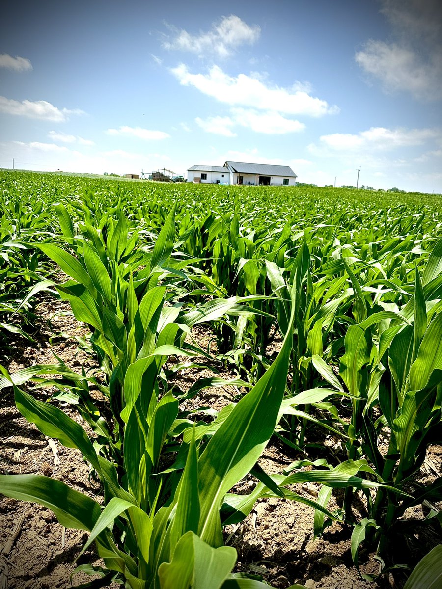Was on the hunt for a pink floaty that flew away this am and couldn’t pass up a picture of old faithful. <a href="/ChannelSeed/">Channel Seed</a> 213-19STX-RIB looking 🔥🔥🌽 doesn’t look like we gonna get any big rain events for the first half of growing season so we will jus try to keep it going 1 💦 @ ⏱️