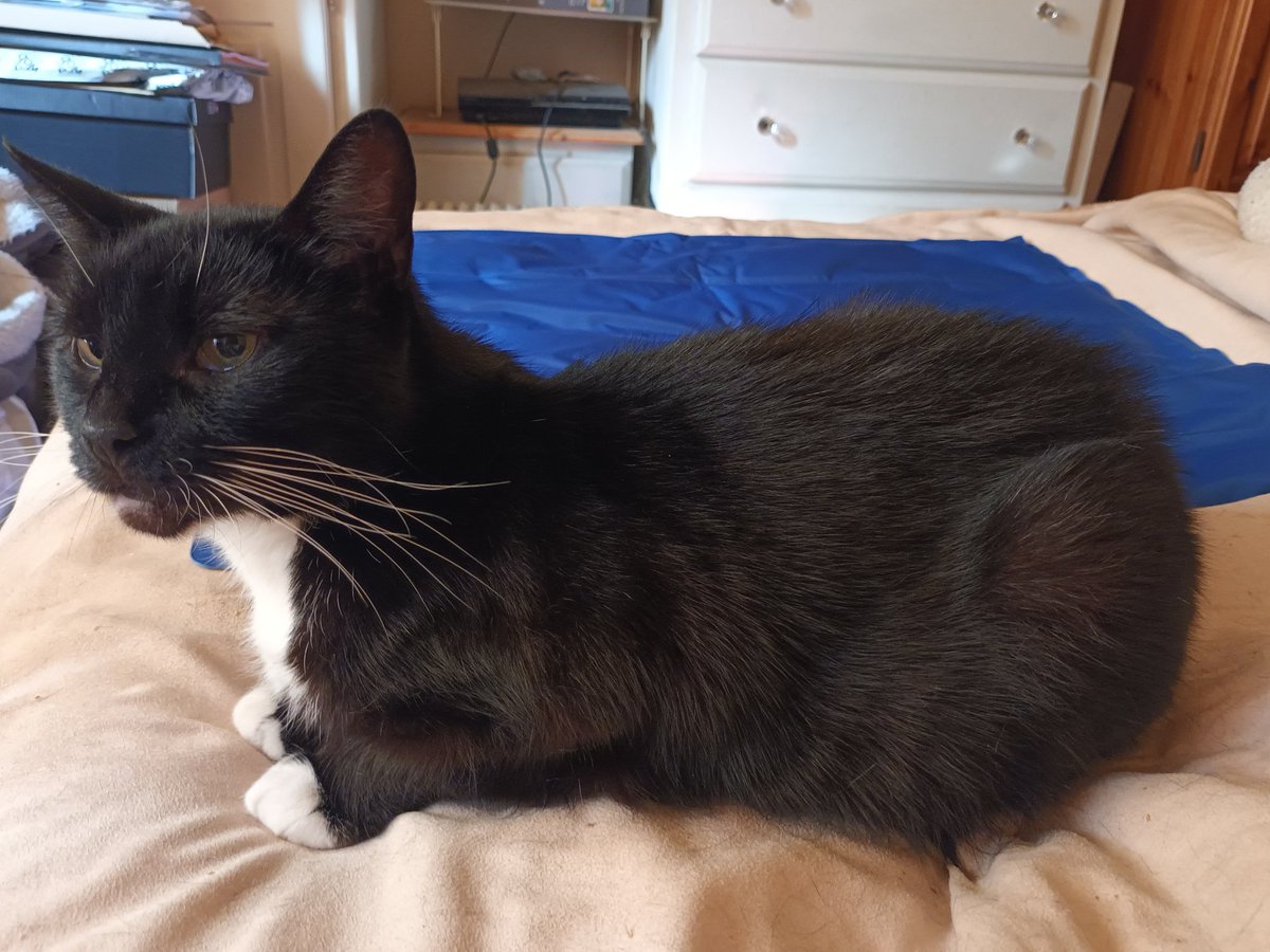 Digitallli's tweet image. It took Mels a little while to get how a cooling mat works 🙄😹 But at least it got me my TV remote back 😁