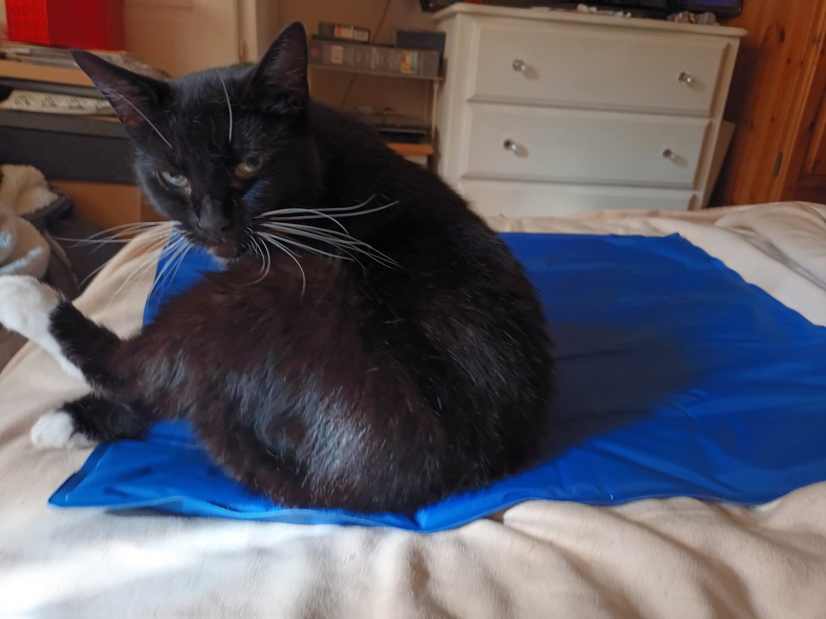 Digitallli's tweet image. It took Mels a little while to get how a cooling mat works 🙄😹 But at least it got me my TV remote back 😁