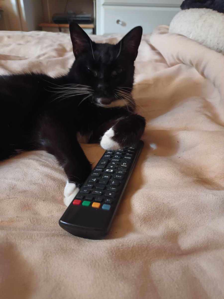 Digitallli's tweet image. It took Mels a little while to get how a cooling mat works 🙄😹 But at least it got me my TV remote back 😁