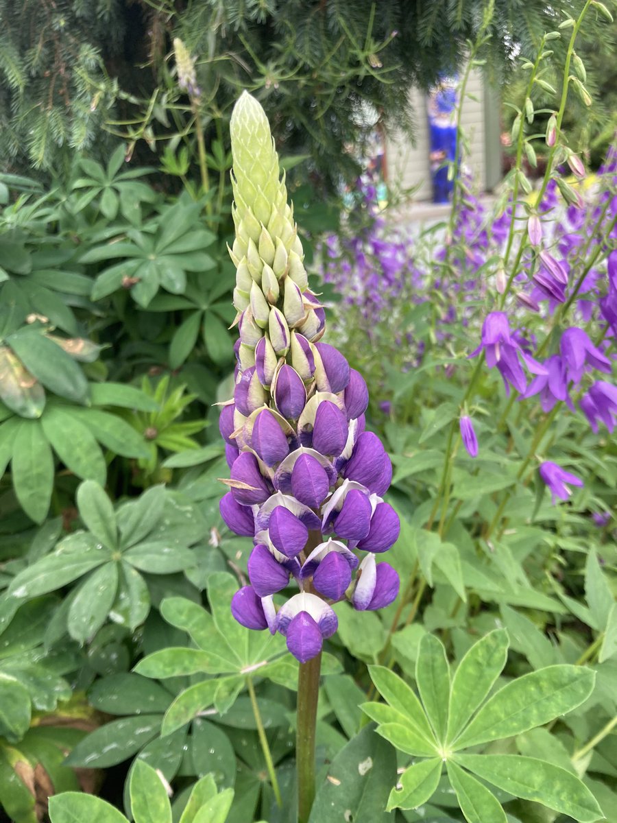 @makinggardens Here’s the Purple Lupin from Lafarge Park, British Columbia . They’re so lovely.Have a lovely day MG!😂🌹