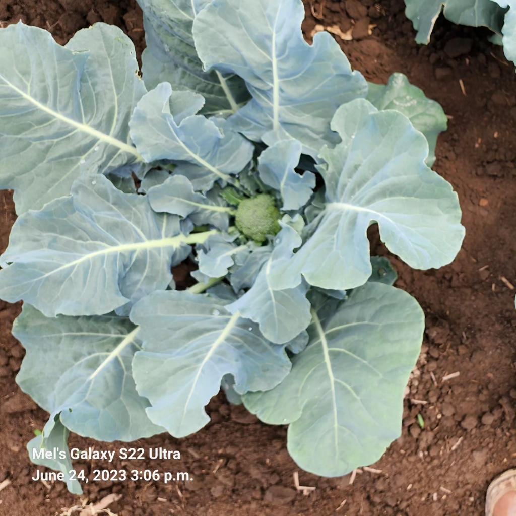 Foster Family Farm tweet media