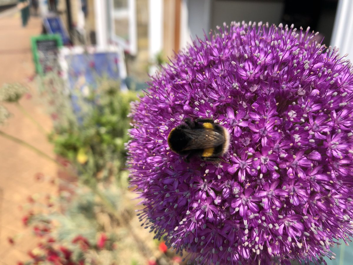 @suffolksnaps #Lowestoft #BeeFriendly #CommunityRail