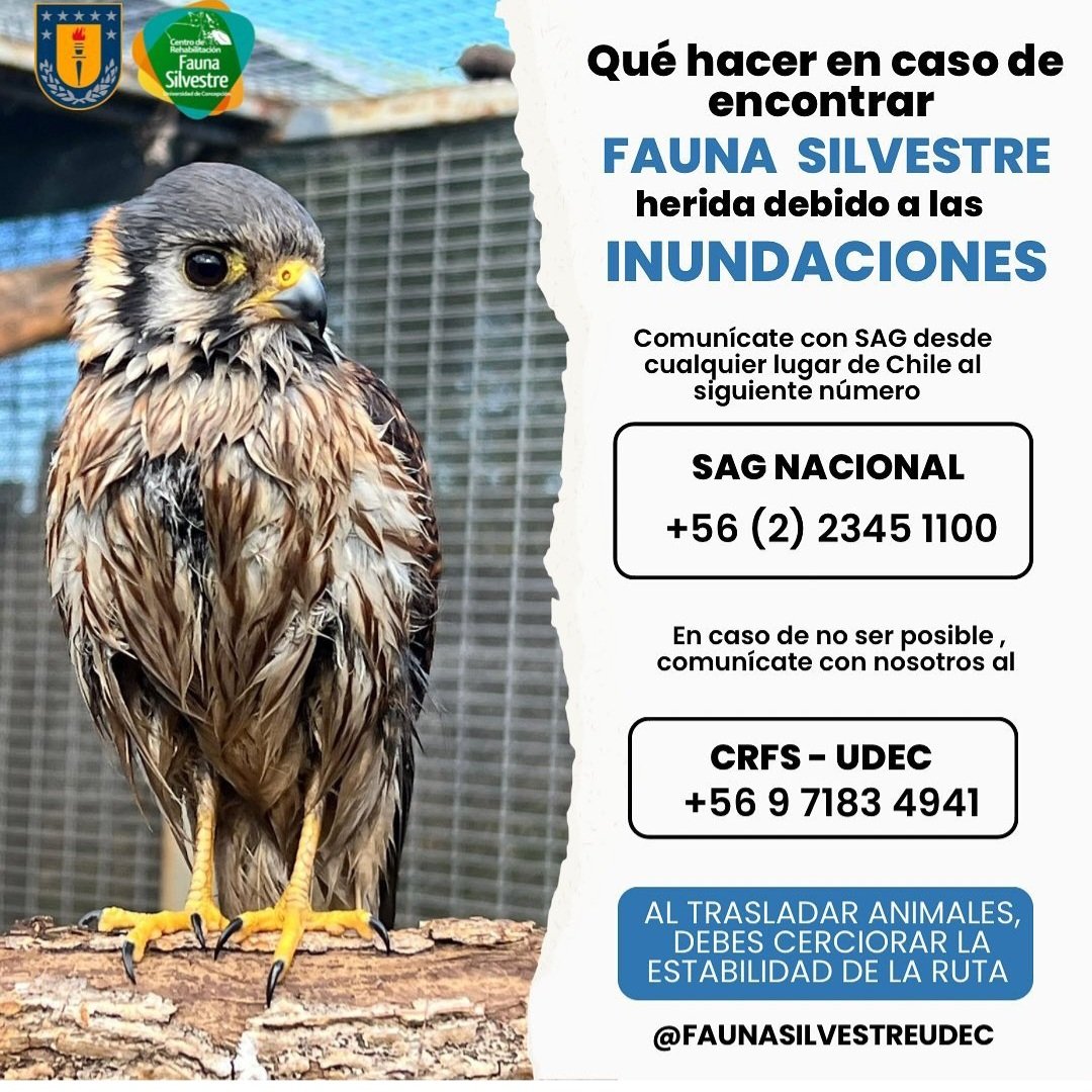 Si ves fauna silvestre afectada por las inundaciones:
SAG +56 2 2345 1100
Centro de Rescate de Fauna Silvestre (UdeC Chillán) 9 7183 4941
<a href="/GreenpeaceCL/">Greenpeace Chile</a> <a href="/FIMA_Chile/">ONG FIMA</a> <a href="/codeffchile/">CODEFF Chile</a>