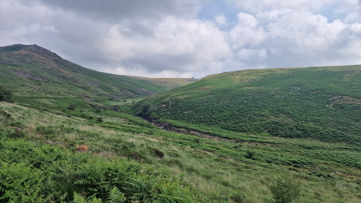 My daughter came along today for a 10-mile walk from Lane End along Tavy Cleave, watern Oke, Amicombe Brook, Green Tor, Hare Tor &amp; Ger Tor #Dartmoor