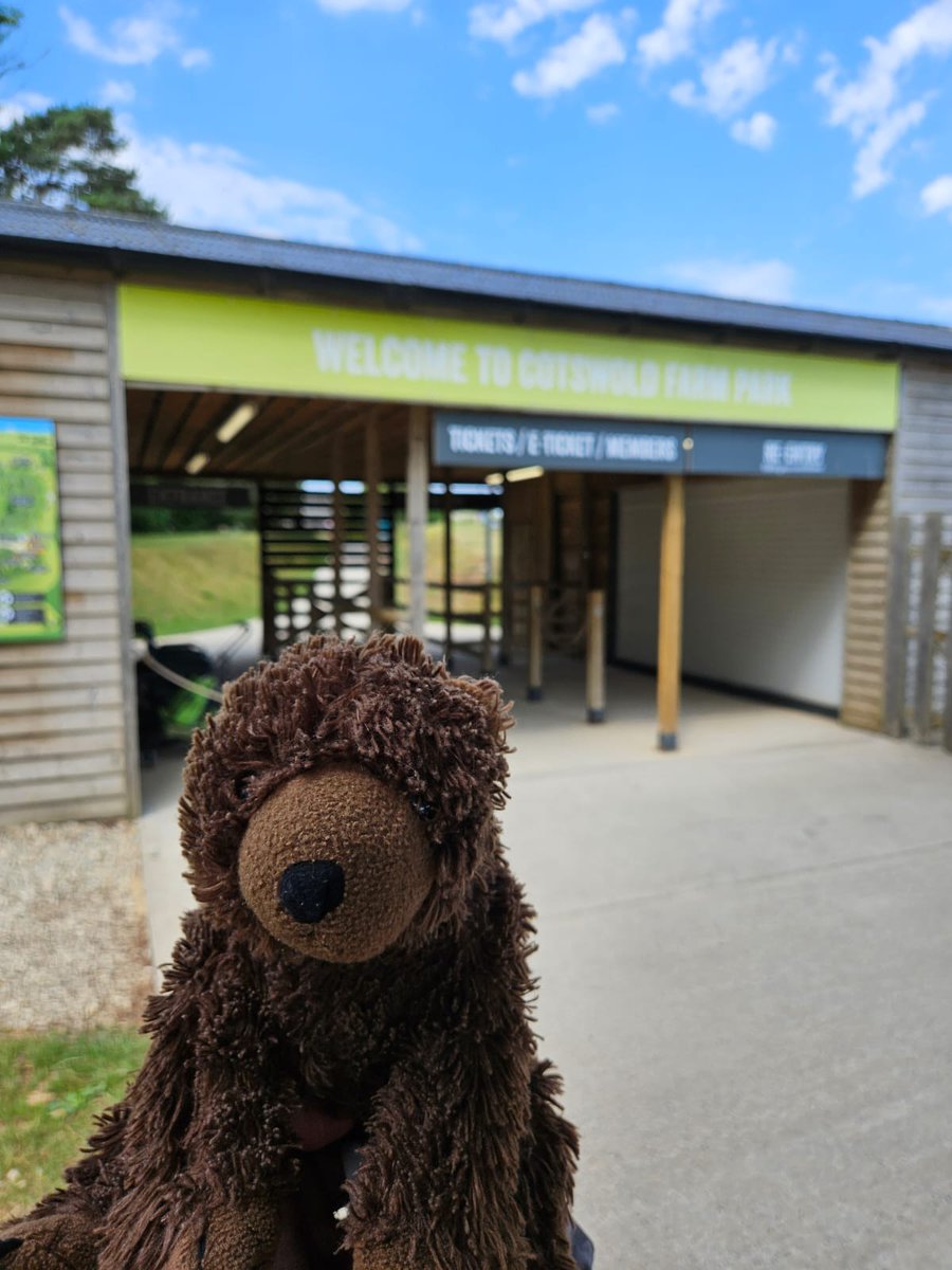 AdventuresOfBear tweet media