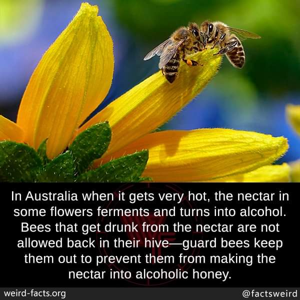 That's my new nickname: alcoholic honey. Seriously though, imagine the flavor!