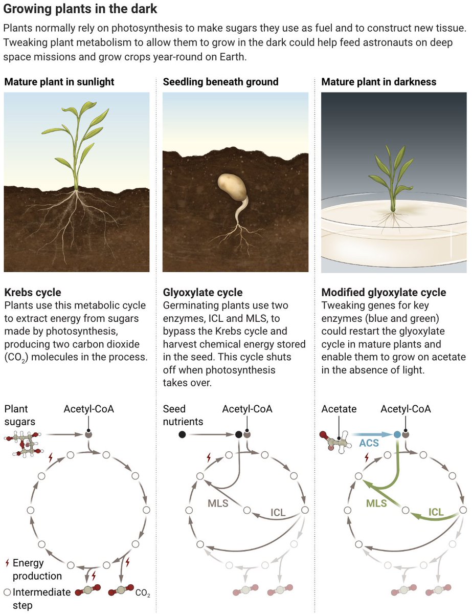 Crops grown without sunlight could help feed astronauts bound for Mars, and someday supplement dinner plates on Earth. Learn more in this @NewsfromScience feature: scim.ag/37H