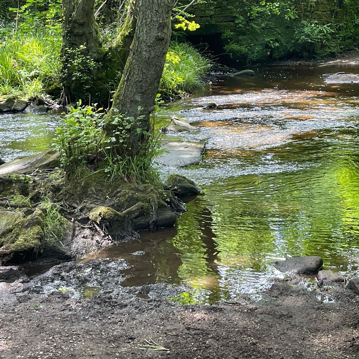 generalistjo's tweet photo. Out in the Rivelin with @DonCatchmentRT today to learn about kick sampling for river invertebrates #invertebrates #riverflypartnership #rivelin #riverinvertebrates #kicksampling https://t.co/HK8lYsSdm2