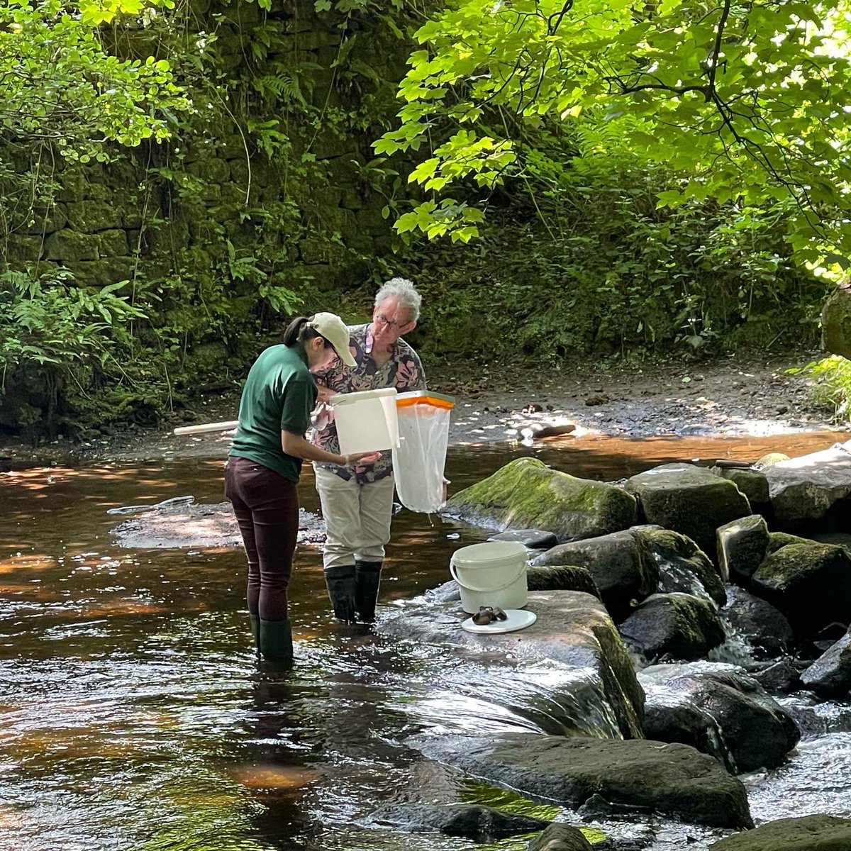generalistjo's tweet photo. Out in the Rivelin with @DonCatchmentRT today to learn about kick sampling for river invertebrates #invertebrates #riverflypartnership #rivelin #riverinvertebrates #kicksampling https://t.co/HK8lYsSdm2