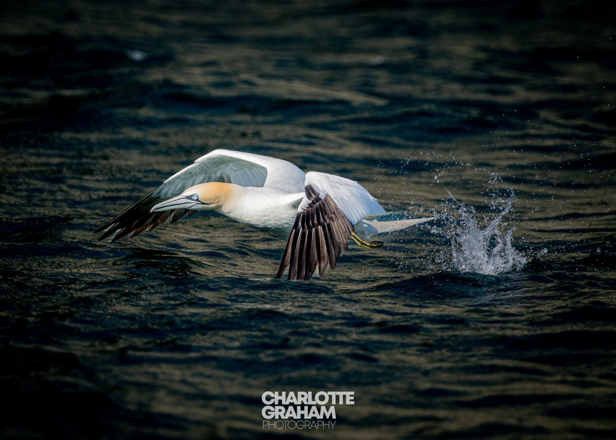 MadCowFudge's tweet image. At the #Gannets #Again #lowlevel #Takeoff #Birds #Nature #Sea #Photography #picoftheday #Picture #Bird #Birds #naturephotography #naturephotography #naturelover #love #Life #Yorkshire #UK #Sealife