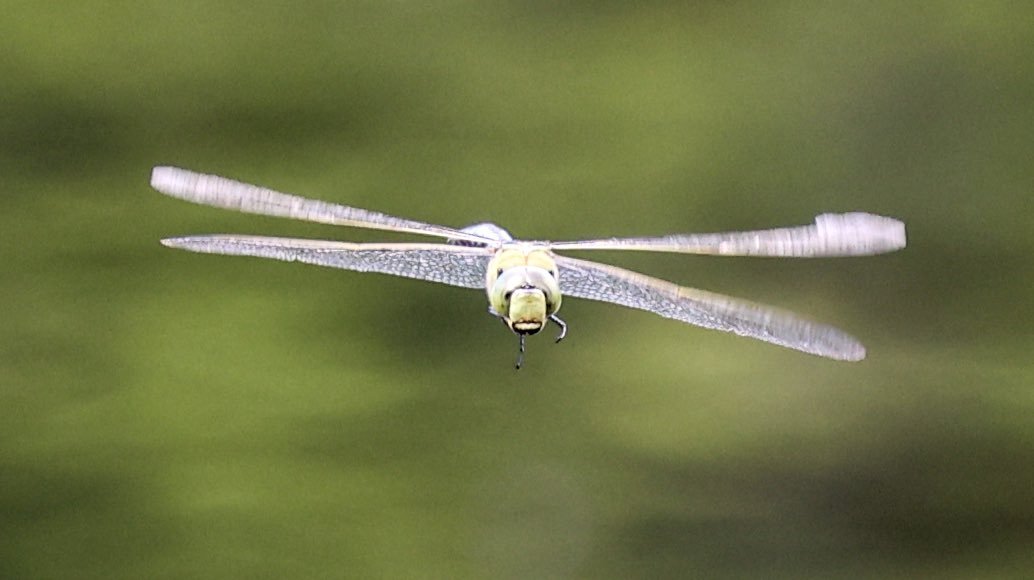 AnnBruen's tweet photo. Dragon fly watching at Silent Valley in the Mourne Mountains 
#largereddamselfly #commonhawkerdragonfly 

@Irishwildlife @Wildlife_IRE @ThePhotoHour @rtemooney https://t.co/DIclFW2F5N