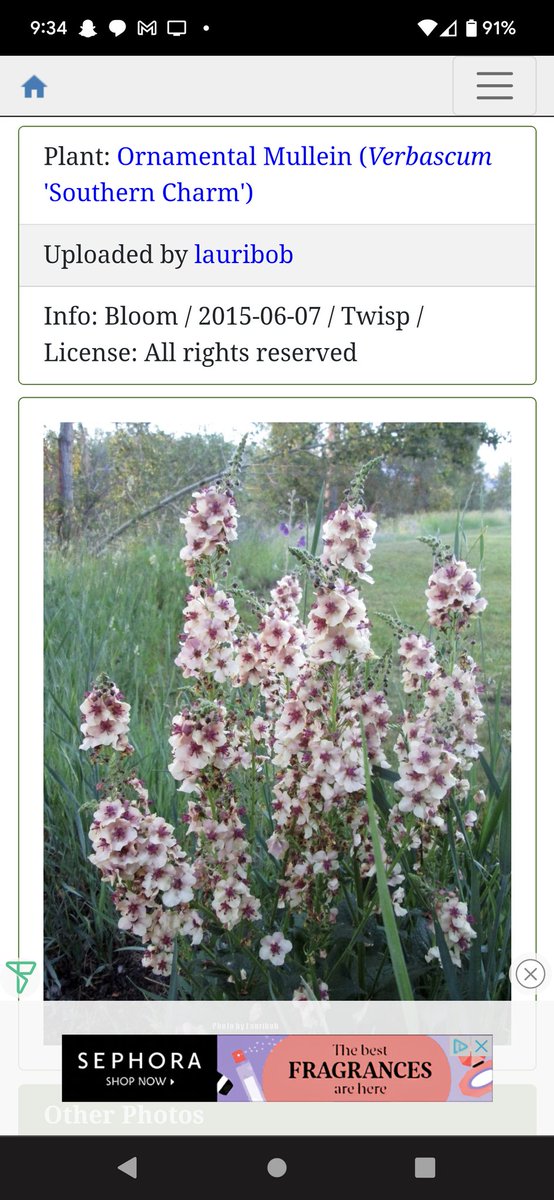 Brittfischer99's tweet photo. @StillTrumpGirl I did a reverse image search and ornamental mullein came up. Haven't grown it myself, but looks very pretty! 🩷 https://t.co/ml7B5LpmuQ