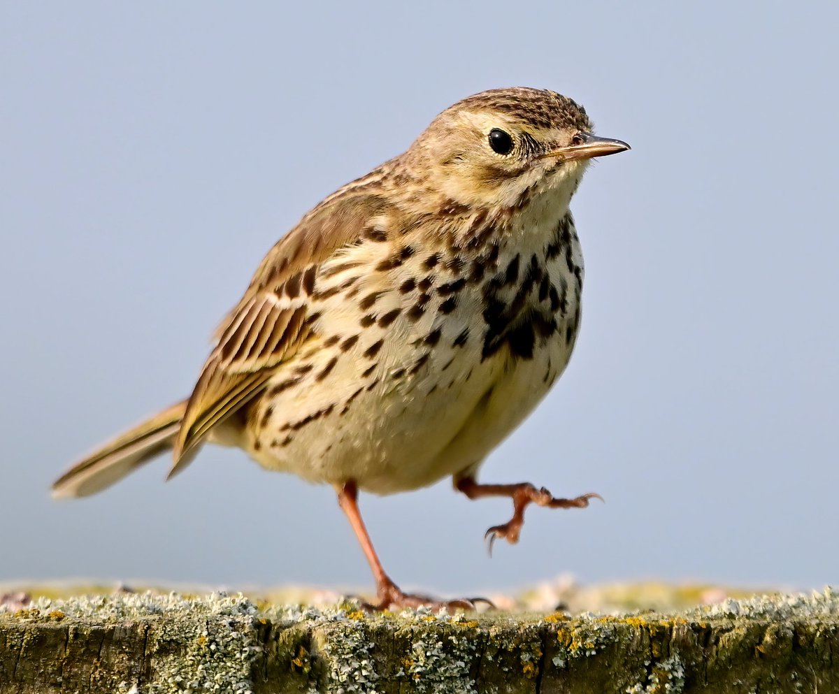 Step to it! 😀
 A Meadow Pipit on a post on the Somerset Levels. 😊🐦