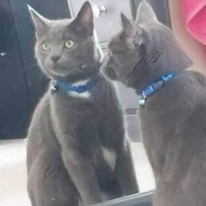JohnDaffern2's tweet photo. #findKia 
#neutered &amp; #chipped male British Shorthair cat 
#Lost: 24/10/2022
#Elgin (#Moray) #Scotland #IV30 
Have you taken Kai into your home believing that he's a stray, perhaps right now, he is watching you read this from the comfort of your sofa. https://t.co/XwGnCLilhF