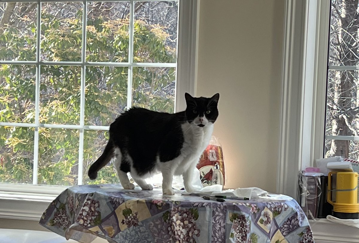 Hey Twitter friends, I’ve been under the weather and losing weight (for the first time in my life). 
Not sure what will happen, but this shows I’ve been right all along—when you can have a treat, have that treat, and when humans tell you don’t walk on tables, walk on that table.