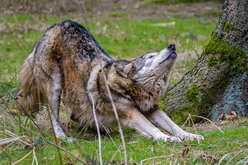 Emergency Wolf tweet media