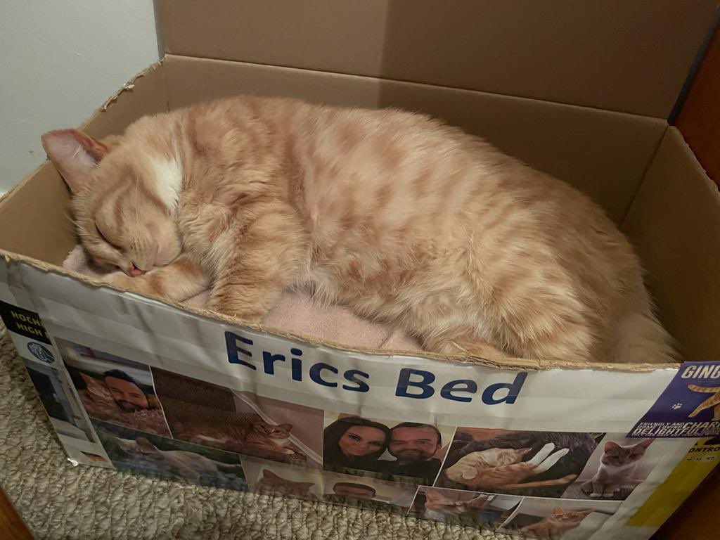 Finishing off the day and week in the most purrfect way. Happy cat box Sunday all 🧡😻🧡 #catsoftwitter #catsontwitter #adoptdontshop #CatsLover #catsprotection #catsprotectionawards #voteeric #rescuecat  #NationalCatAwards #catboxsunday