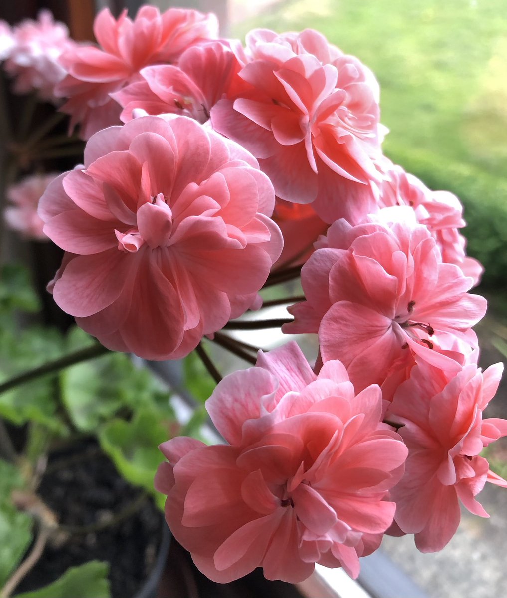 Heather_GKey's tweet image. Zonartic Pelargoniums ‘Rushmoor Orinoco’ &amp;amp; ‘Cara Rosa’ doing remarkably well on a windowsill in Scotland.
#AtMums