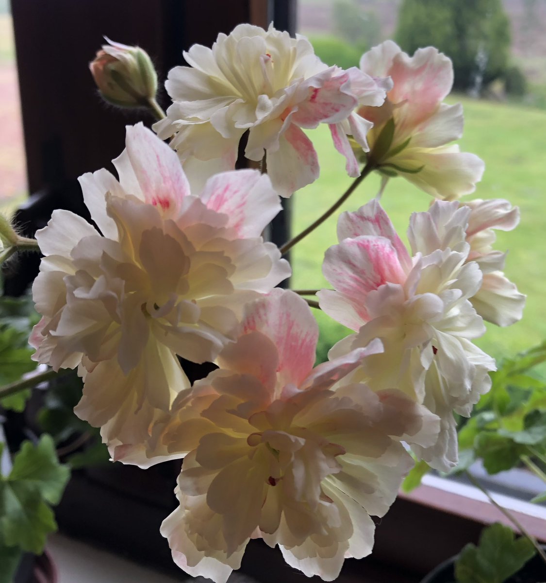 Heather_GKey's tweet image. Zonartic Pelargoniums ‘Rushmoor Orinoco’ &amp;amp; ‘Cara Rosa’ doing remarkably well on a windowsill in Scotland.
#AtMums
