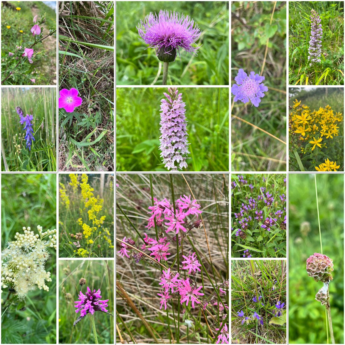 Lousewort, tufted vetch, bloody cranesbill, melancholy thistle, common spotted orchid, small scabious, chalk ? fragrant orchid, St John’s wort, meadowsweet, lady’s bedstraw, ragged robin, self heal, milkwort, salad burnet @bsbi @wildflower_hour #wildflowerhour @ukorchids