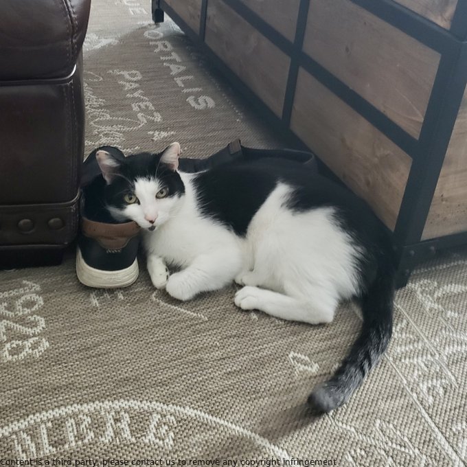 Shelby is still smitten with Jason's footwear - their love affair endures. 💕👟 #couplegoals #shoelove #relationshipgoals #Cats