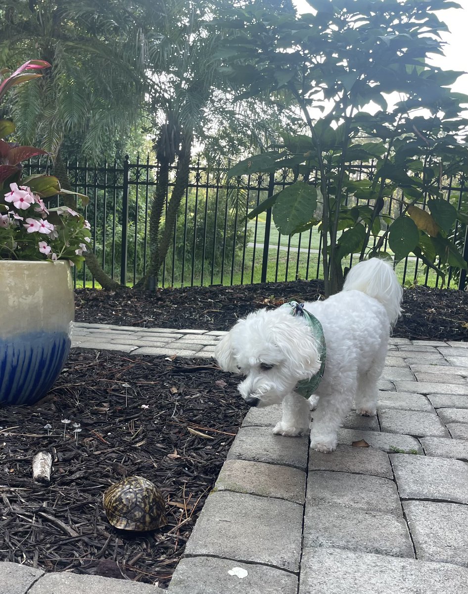 One of the’s Turds relatives came for a visit this morning 🐢🐶🐾 #turtle #dogsofinstagram #adogslife #doggo #pets 💚