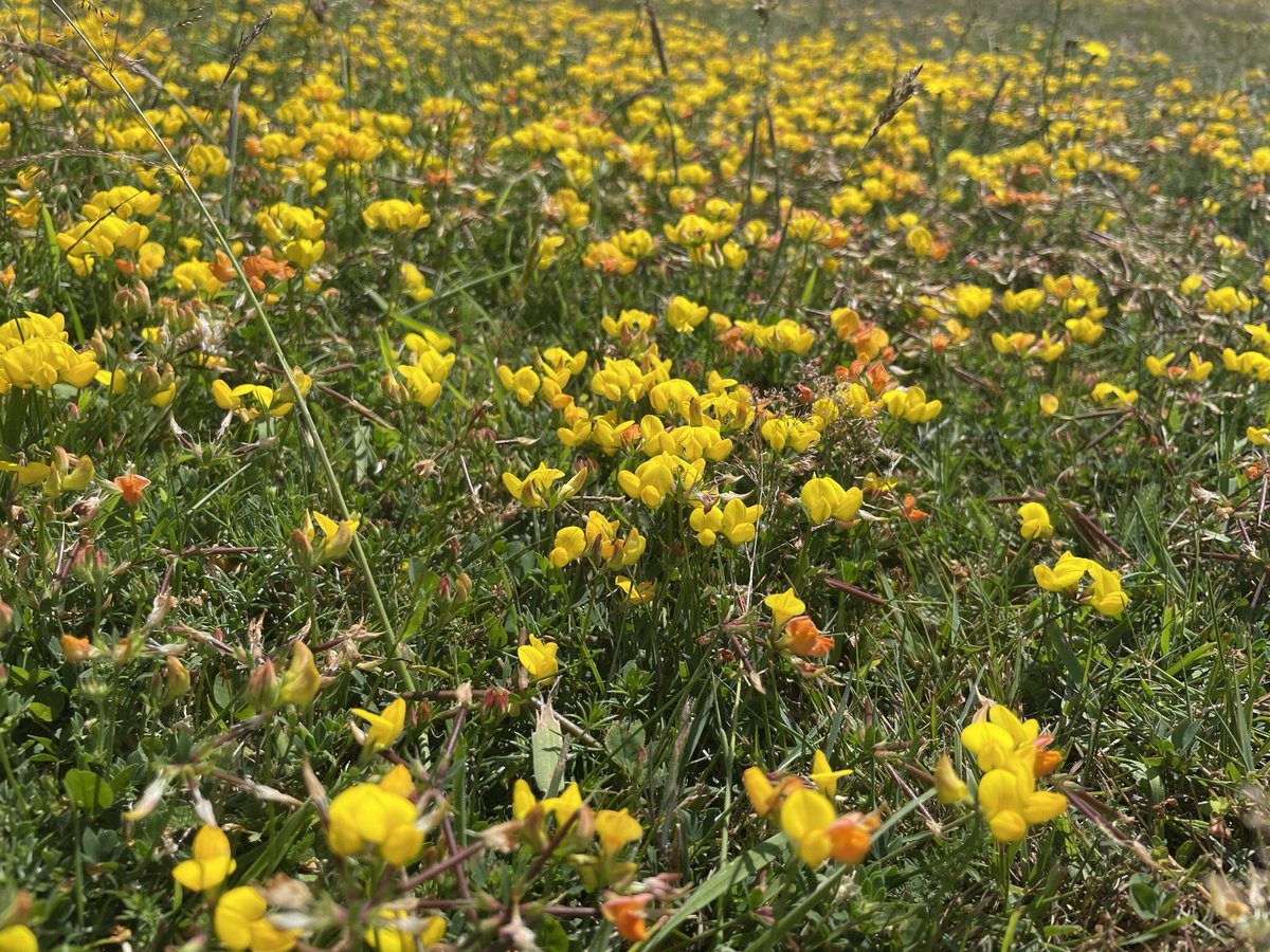 Love this carpet of Bird’s-foot Trefoil & Self Heal. This is a short grass area in a local churchyard. Just by raising the mower blades & slightly reducing cutting frequency you can achieve this. It was covered in bees. Wonderful! @wildflower_hour @BSBIbotany @LGSpace @godsacre