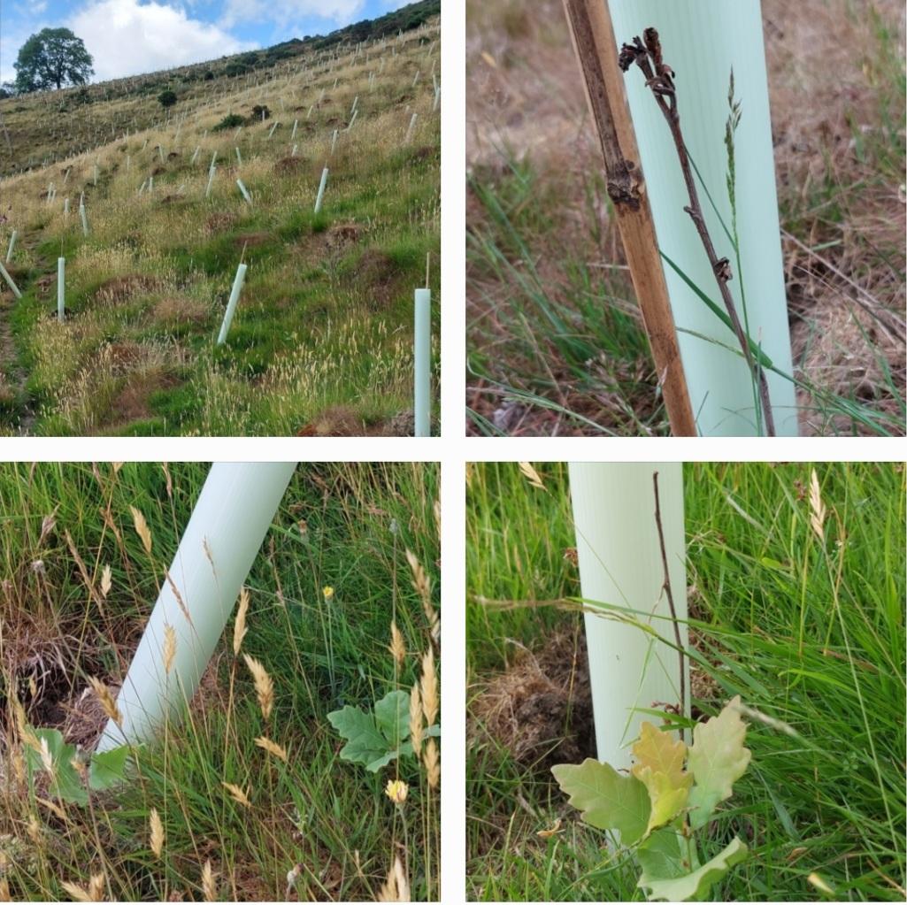 This is why woodland creation schemes must include #naturalregeneration ⬇️. 1000s of planted trees - all dead! While the self-seeded oaks growing between them were thriving!  Nat regen = the right tree in the right place & no plastic tubes/pollution!