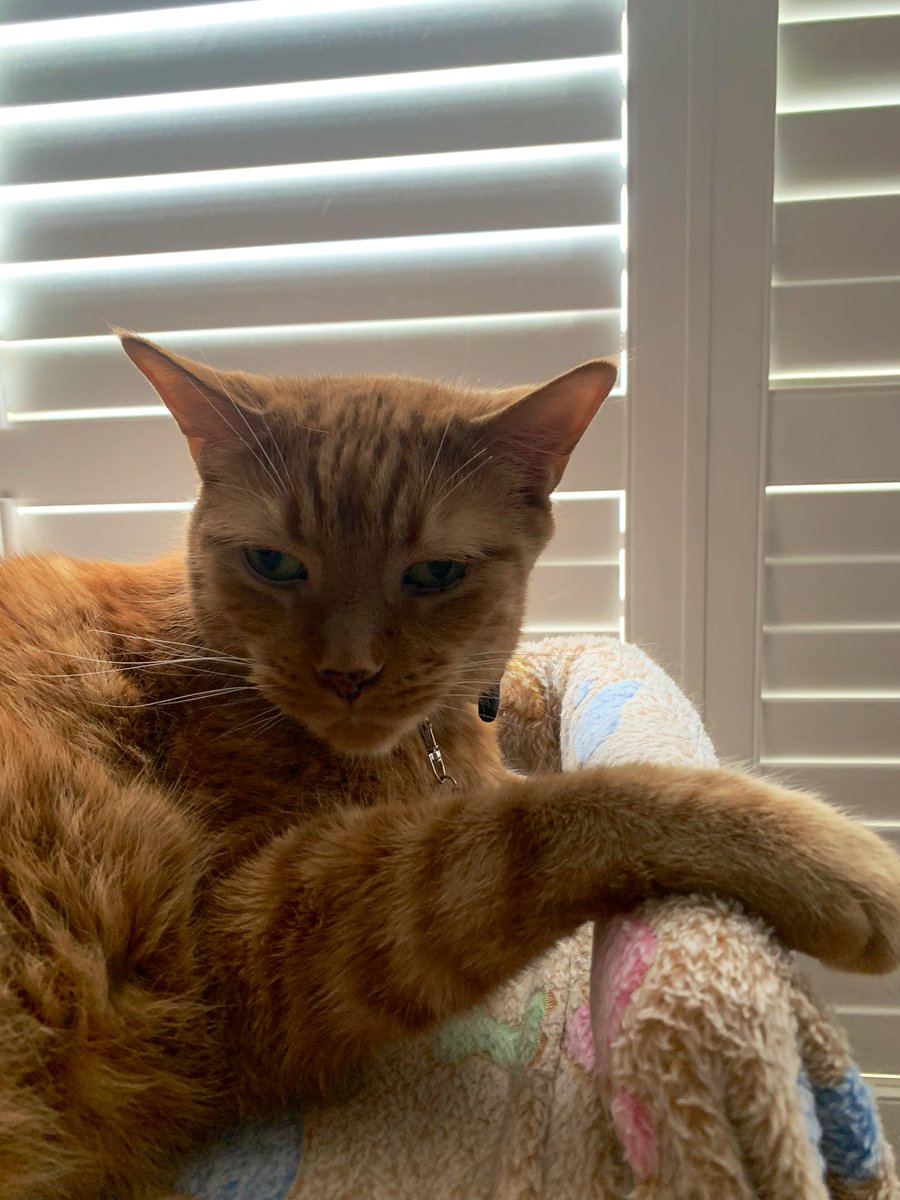 MsB0759's tweet photo. Happy snoozin’ Sunday Twitter pals❣️ #snoozingsunday #CatsOfTwitter #CatsOnTwitter @OdieOrville https://t.co/vOfuHxmXCs
