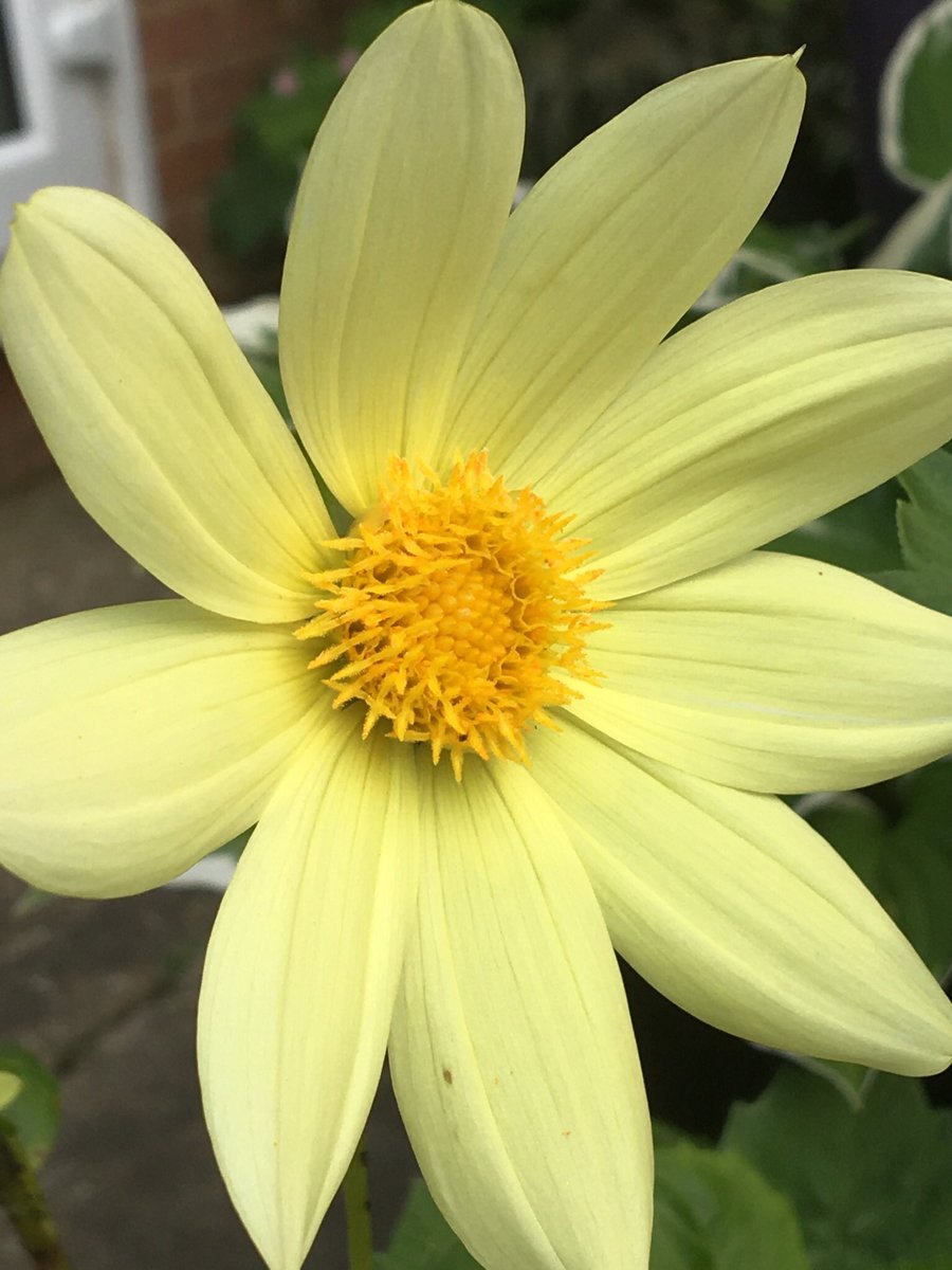 #SundayYellow 

#flowers #gardening #Dahlia