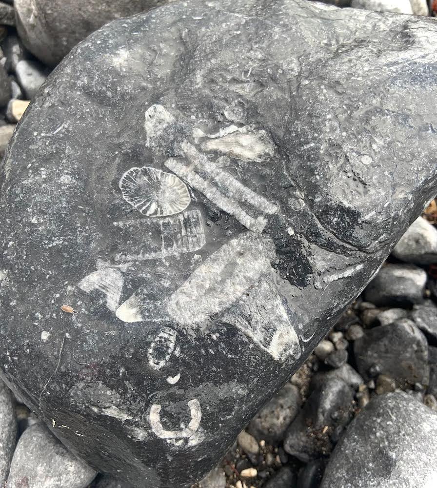 Friend walking the shore of Galway Bay in the Burren came upon this rock. Sea creature impressions like chalked hieroglyphics.
