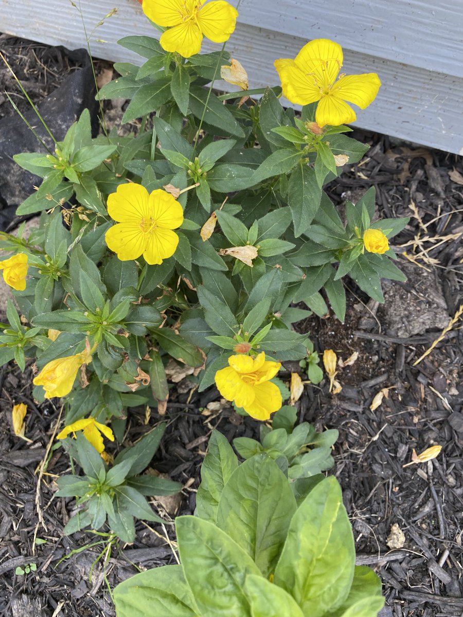 South Euclid Garden Walk