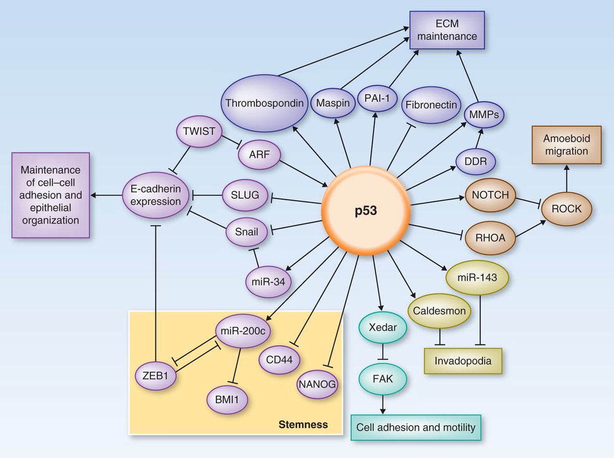 p53, the mother of all?

Metastasis pathways that affect, or are affected by, p53👇 #MedTwitter 

aacrjournals.org/cancerdiscover…