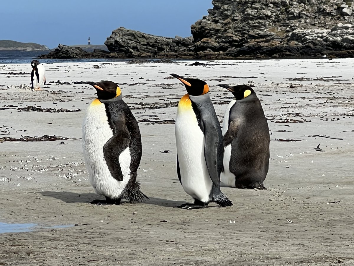 The art of doing nothing.
#hazelspenguins #penguins #AwayWithThePenguins #CallOfThePenguins #HowthePenguinsSavedVeronica #Falklands