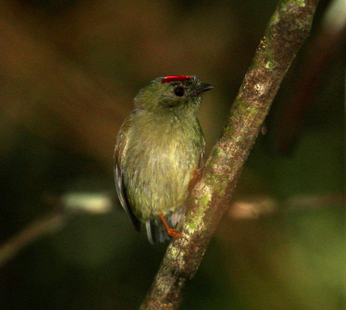 Excited to talk today at #Evol2023 about how life history strategies of birds may impact estimates of past demographic history in the Brazilian Atlantic Forest. If you’re interested in birds, phylogeography and modeling, feel free to stop by Mesilla 235 at 4:30p today.