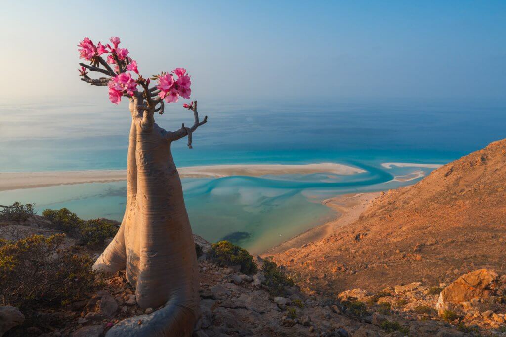 🌴🌴
Socotra Island, south of Yemen🌴