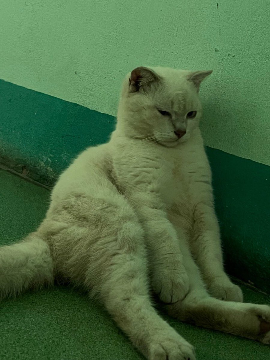 Mexx 🐱 ( Acc chính chủ ) tweet media