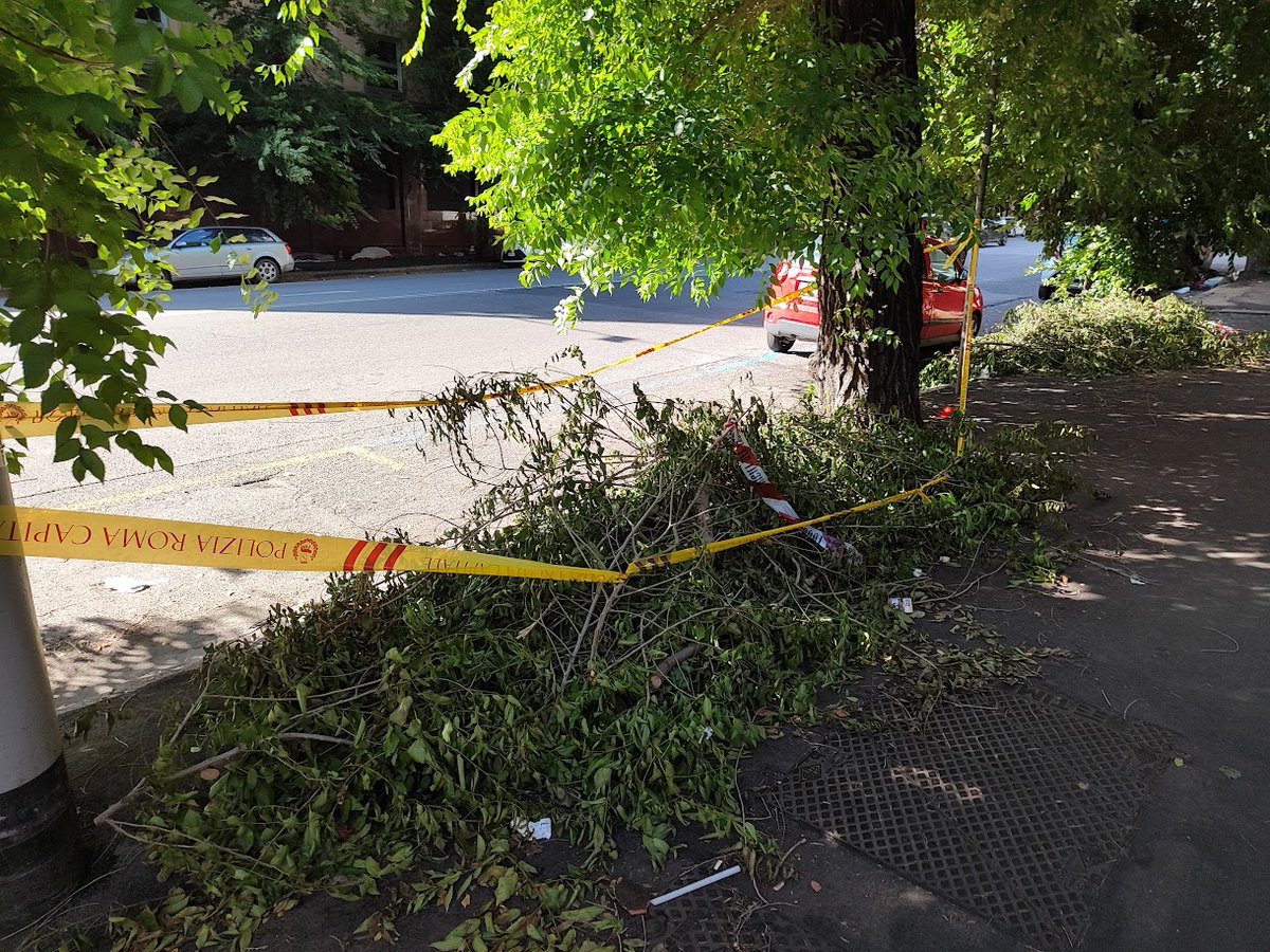 Incrocio viale Manzoni - via Santa Croce in Gerusalemme #Esquilino. Il semaforo è completamente nascosto dai rami dell'albero. Qualche ramo si è pure spezzato ma a parte i nastri nessuno si preoccupa di rendere visibile il semaforo