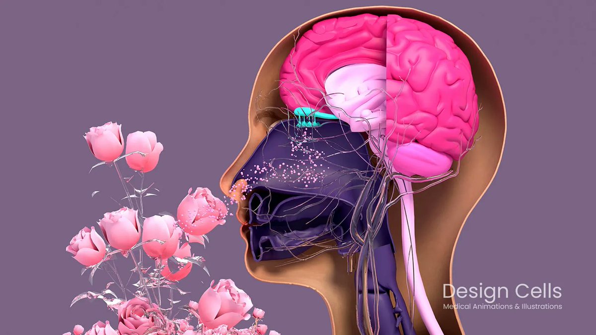 Medillustrates's tweet image. Olfactory system (the sensory system used for smelling), illustrated by Design Cells. 

Explore more by Design Cells: buff.ly/3ATS5LC 

#olfactory #smelling #sensorysystem #olfaction #smell #3D #illustration #medical #medicalillustration #sciencevisuals #biology #sciart
