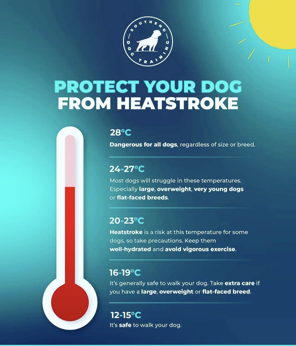 Walk them very early or very late. No dog ever died from missing the odd walk, they do die from heatstroke! 
#BeResponsible #dogsheatsroke #Domarncreative🐾