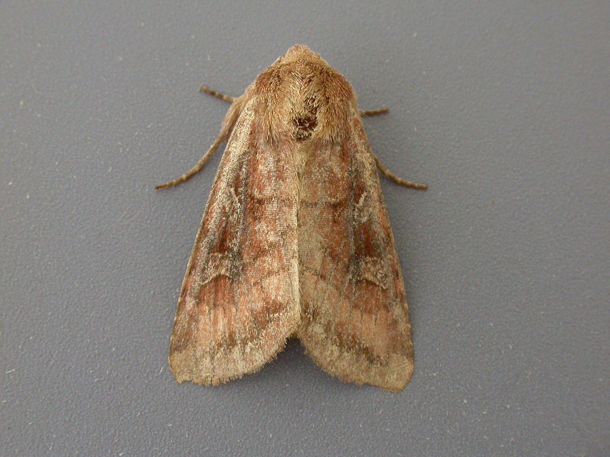 AndyTrout3's tweet photo. I believe this is a Splendid Brocade trapped overnight at a site near Cadover Bridge, Dartmoor. Would you kindly confirm @MOTHIDUK  @MigrantMothUK https://t.co/IvYFHLoAnV