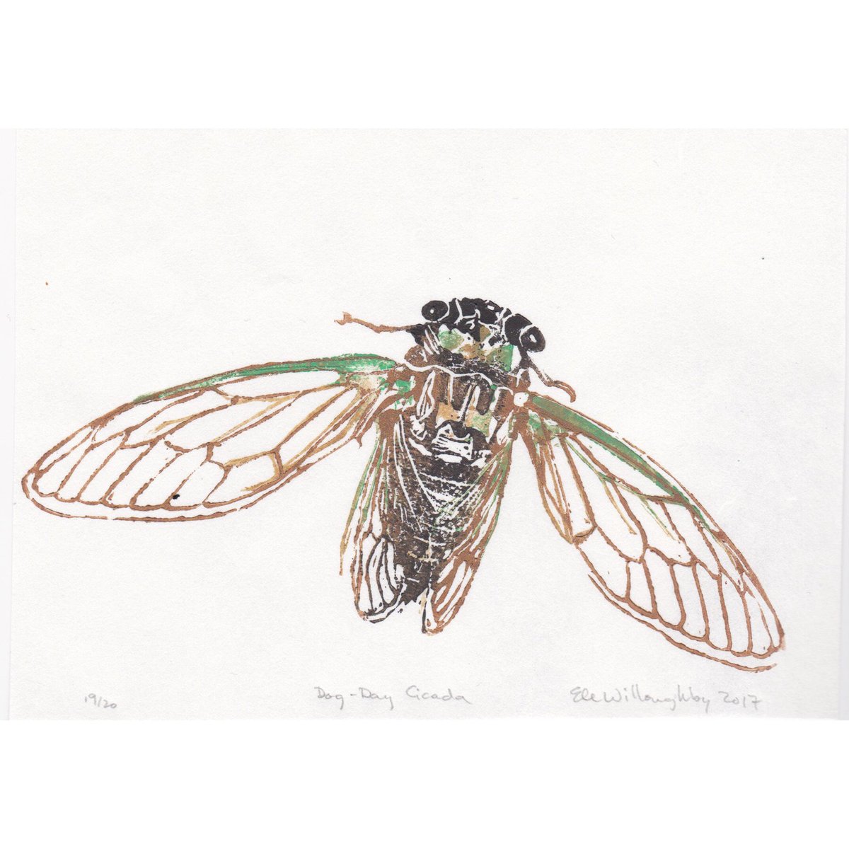 The cicada gives us the sound of summer #FolkloreSunday - there are thousands of species worldwide with rich lore. The dog-day cicada is named for the dog days of summer in July/August when Sirius in Canis Major (the Big Dog) is prominent in the sky. Though we associate their…