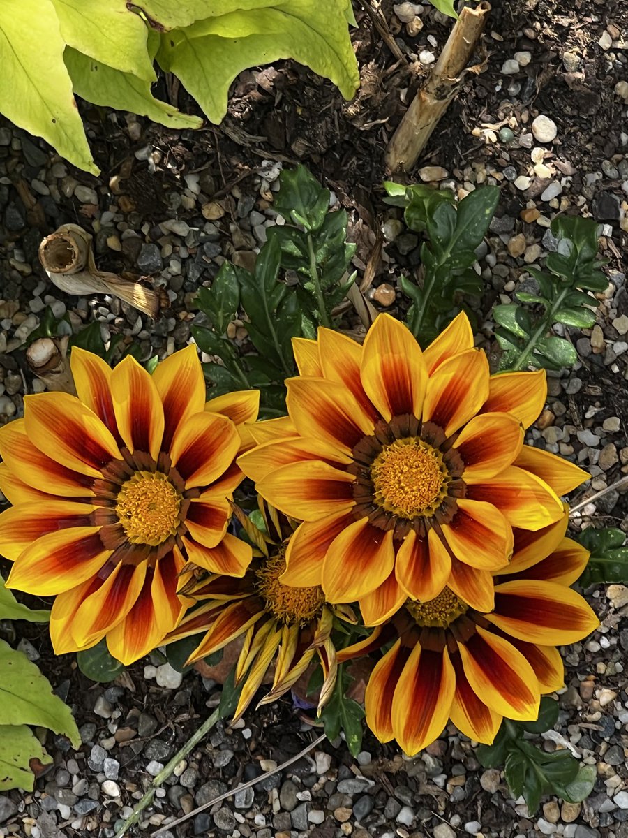 Fatemeh (@drmoheimani) on Twitter photo 