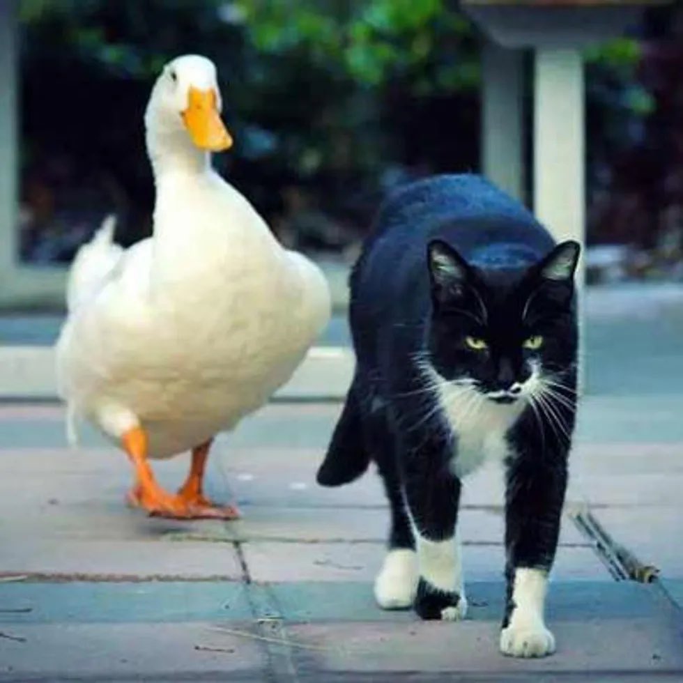 ocpascale1973's tweet photo. @MarioNawfal This is not a duck and there’s no proof that’s a cat next to him, I have nothing more to say! https://t.co/vs5bww13qa