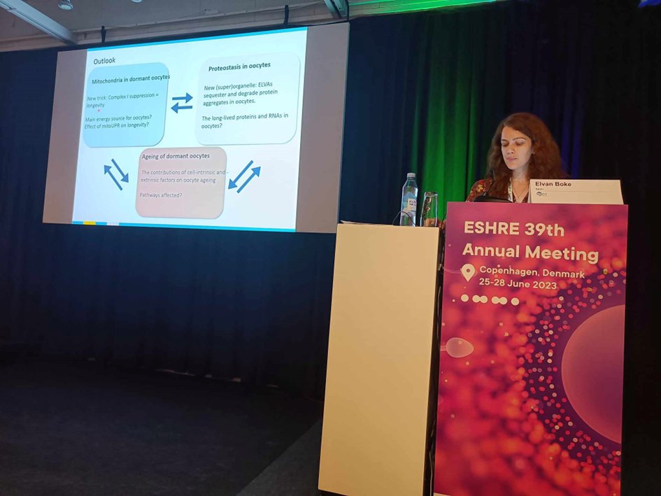 In part 2 of Session 3, #ElvanBoke of @LabBoke presented mechanisms that enable long-life of oocytes. Oocytes seem to balance their longevity with biomolecules production. Furthermore, she reported on a newly identified superorganelle ELVas which degrades after oocyte maturation.