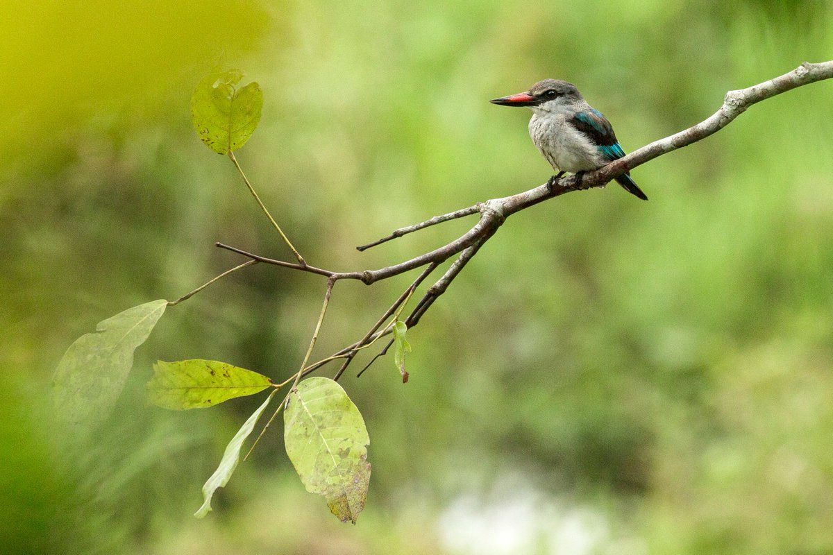 Wildlife cameraman Vianet Djenguet returns to his beloved Congo to explore the extraordinary wildlife of this remarkable country. 

Catch Natural World: My Congo at 17:00.

#S3OpenUp
#OpenUpNewWorlds